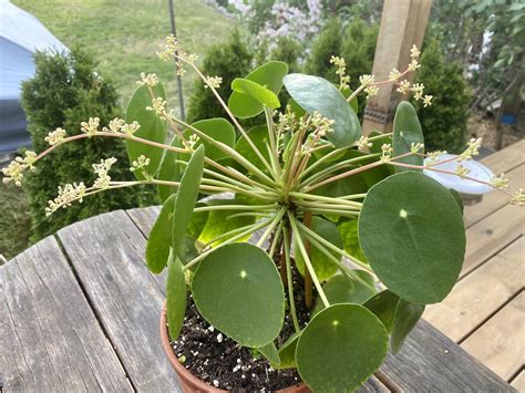 巴黎美人風水|巴黎美人粗肋草（Pilea peperomioides）